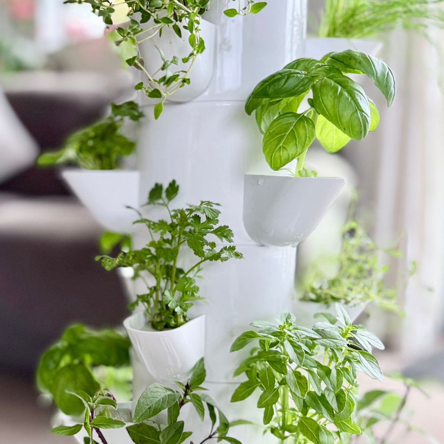 FlowGrow white vertical hydroponic system with green herbs in a home setting in New Zealand