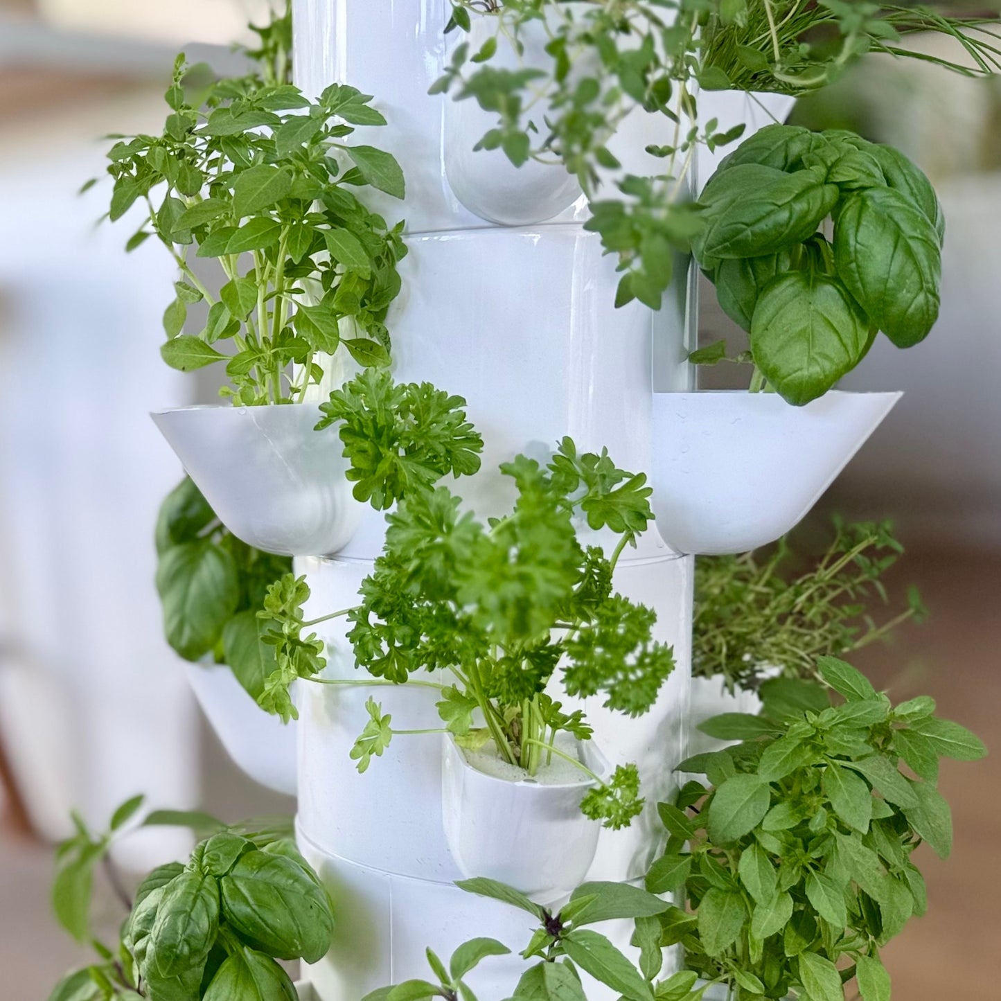 FlowGrow white vertical hydroponic system with green herbs in a home setting in New Zealand