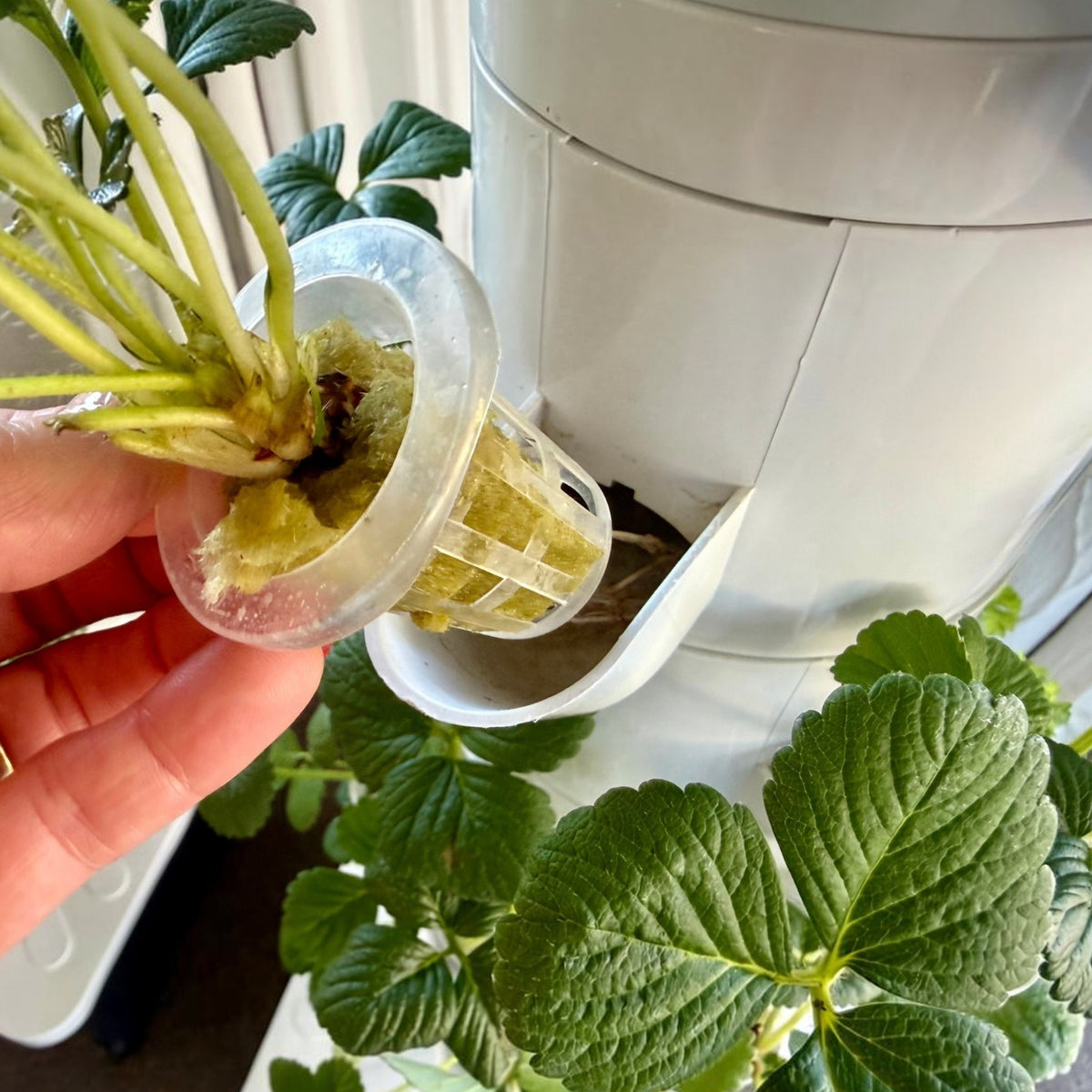 Strawberry plant growing in a FlowGrow net pot and rockwool in a hydroponic tower.