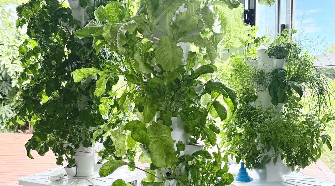 Three FlowGrow hydroponic towers fully loaded with tomatoes, lettuce and herbs in a New Zealand home.