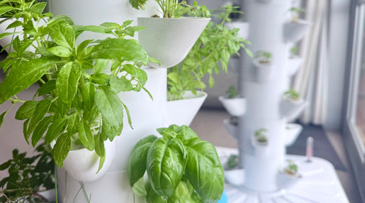Hydroponic tower growing fresh herbs indoors near a window in a New Zealand home