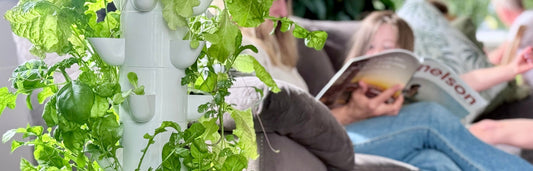 Hydroponic tower growing fresh greens in a relaxed home living space