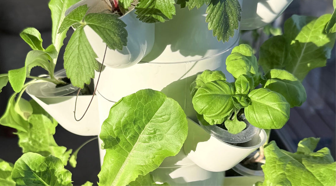 Leafy greens growing in a FlowGrow hydroponic tower through New Zealand seasons