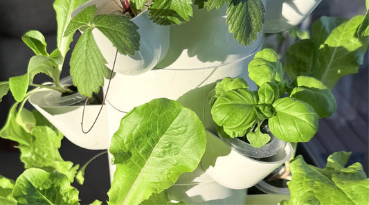 Leafy greens growing in a FlowGrow hydroponic tower through New Zealand seasons
