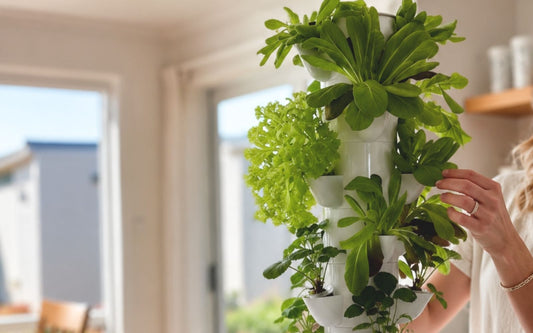 Woman tending fresh leafy greens growing in a FlowGrow hydroponic tower indoors.
