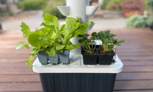 Garden centre lettuce and strawberry seedlings ready to be planted into a FlowGrow hydroponic tower.