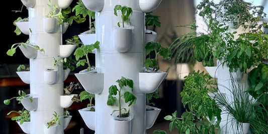 Hydroponic tower growth timeline showing fresh leafy greens in a FlowGrow home system