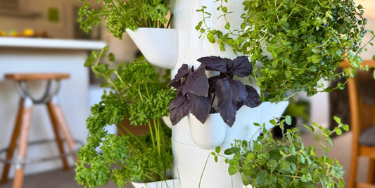 How to Grow Fresh Herbs at Home, Even Without a Garden