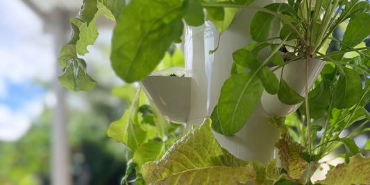 Home hydroponic tower system for growing herbs leafy greens and strawberries in New Zealand