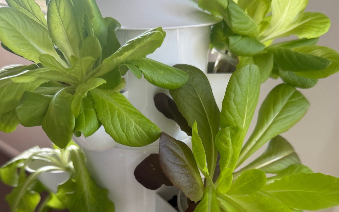 lettuce growing close up in a FlowGrow tower garden in a New Zealand home.