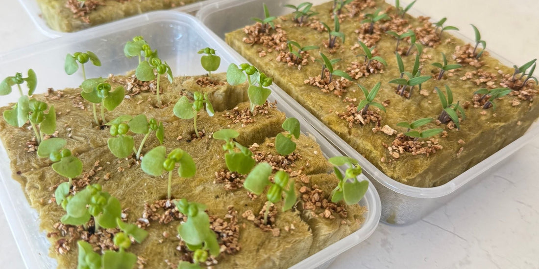 Seedlings starting in rockwool for a FlowGrow hydroponic tower