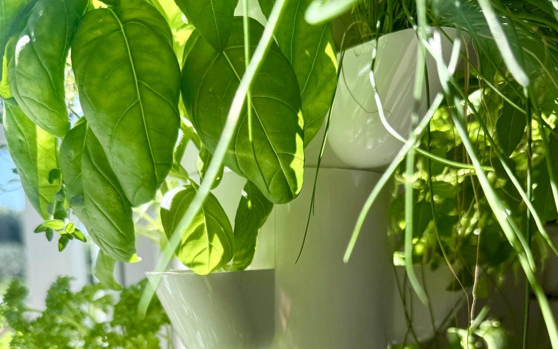 Basil leaves and herbs closeup in a FlowGrow vertical garden