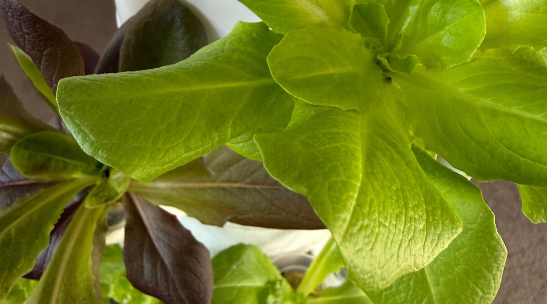close up of lettuce growth in an indoor growing system in a home in New Zealand