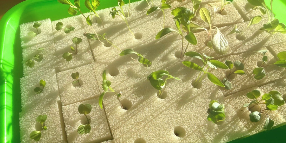 Seedlings starting in a green germination tray for a FlowGrow hydroponic tower