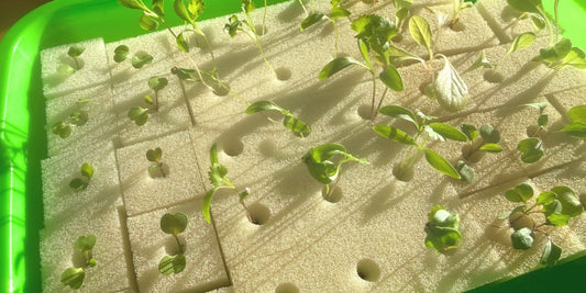 Seedlings starting in a green germination tray for a FlowGrow hydroponic tower