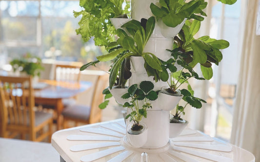 Leafy greens and strawberries growing in a FlowGrow vertical hydroponic tower inside a New Zealand home.