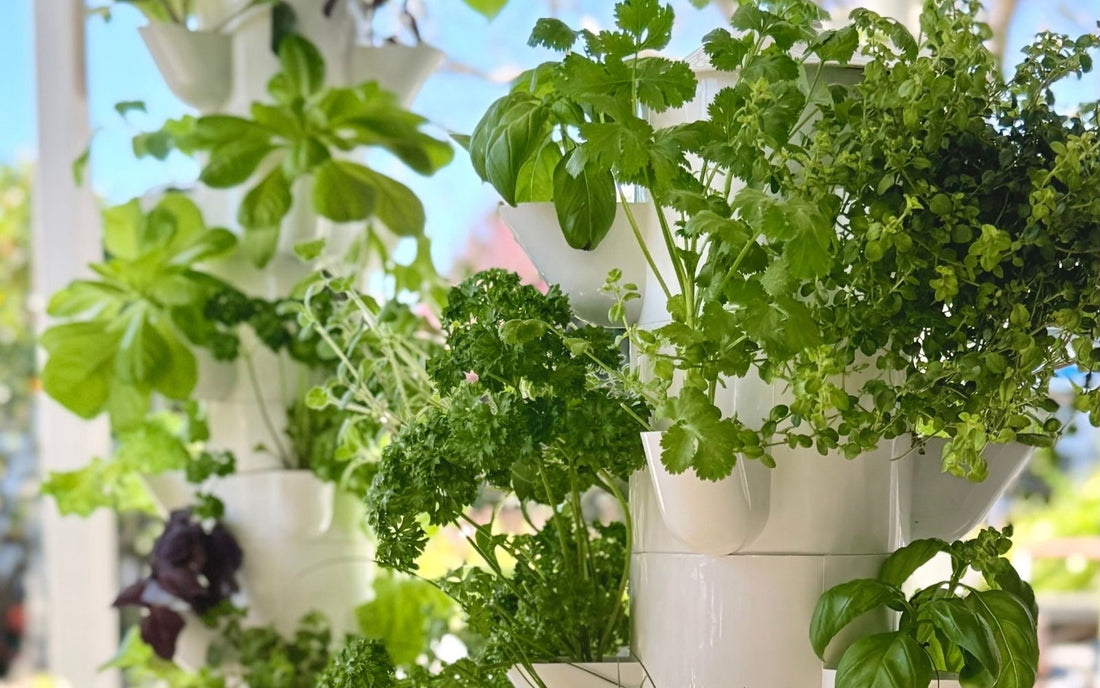 Herbs and leafy greens growing in a home hydroponic tower garden