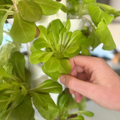 Fresh leafy greens being harvested from a FlowGrow hydroponic tower garden at home