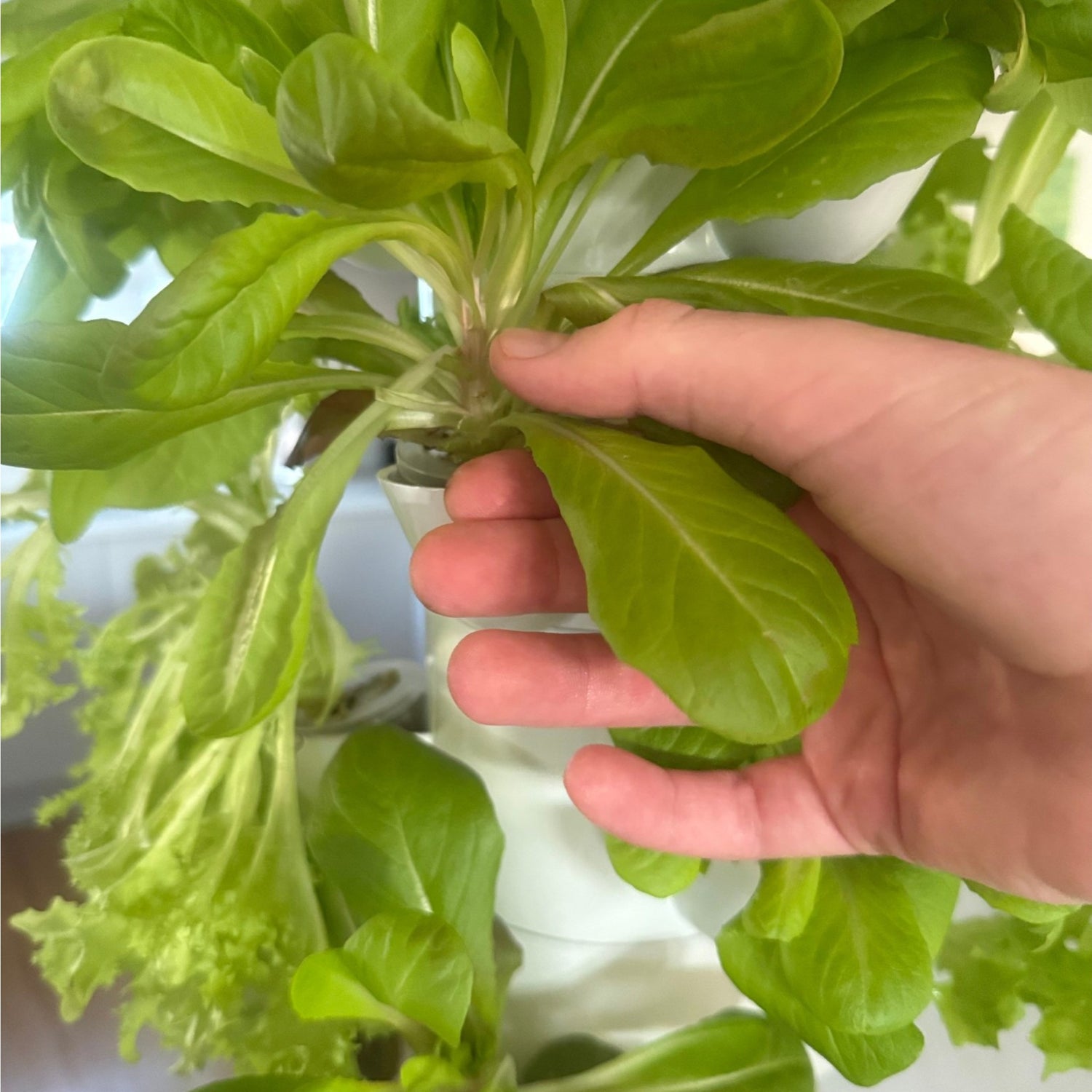 Close-up of fresh leafy greens being picked from a FlowGrow hydroponic tower.