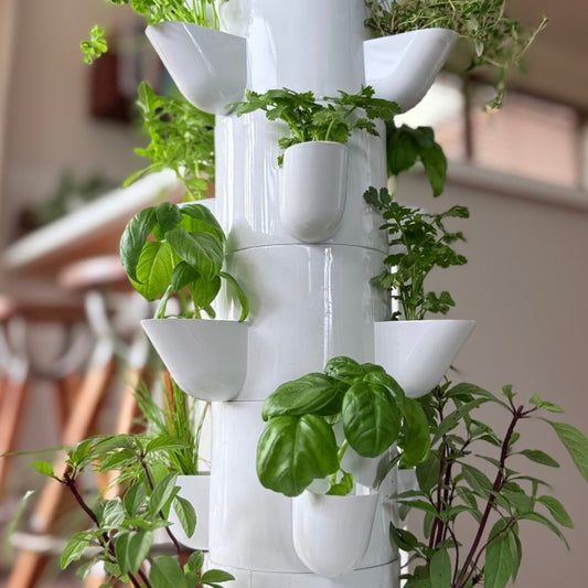 FlowGrow hydroponic tower growing fresh basil, parsley, coriander and herbs in a New Zealand home