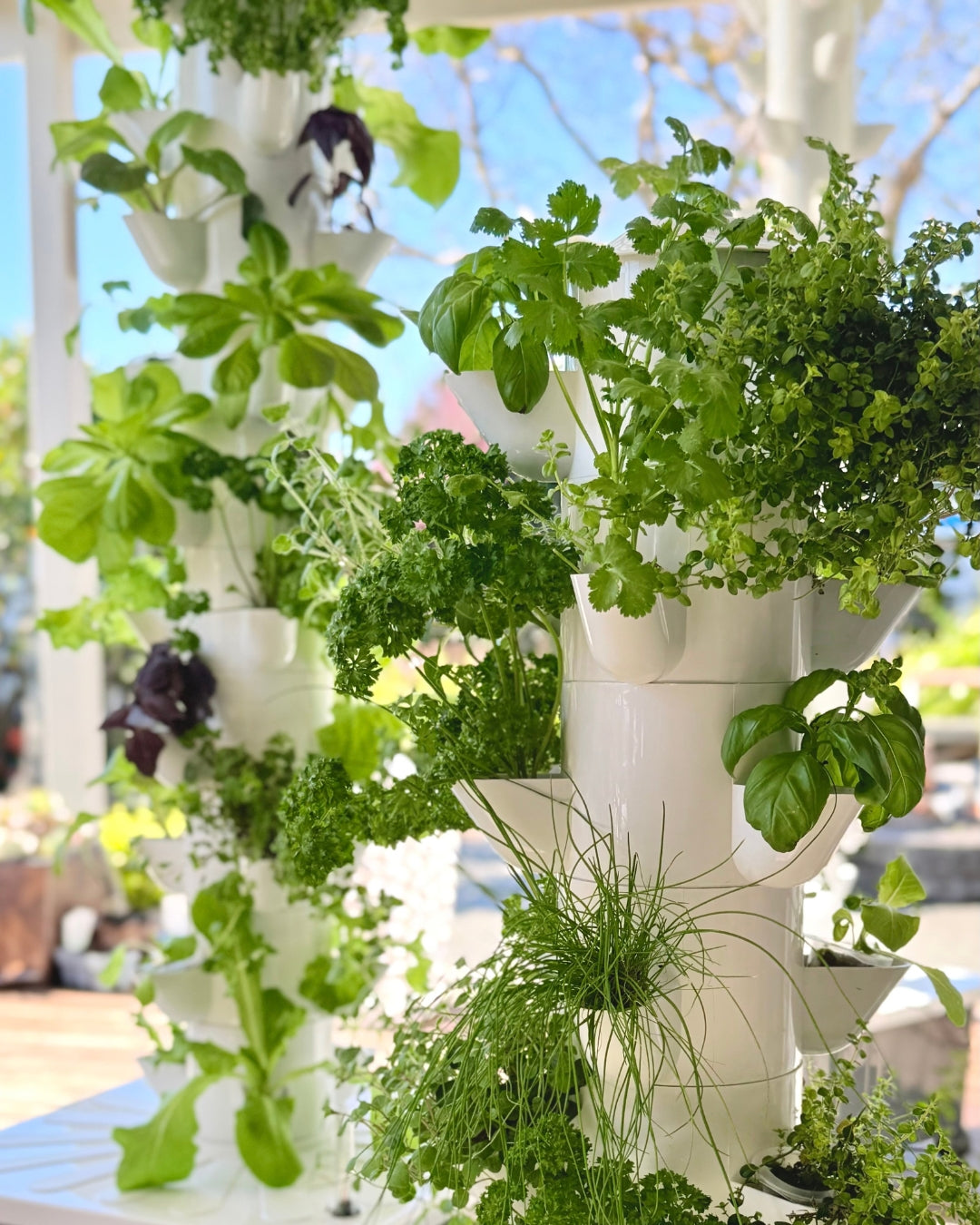 Fresh herbs and leafy greens growing in a FlowGrow vertical hydroponic tower garden at home.