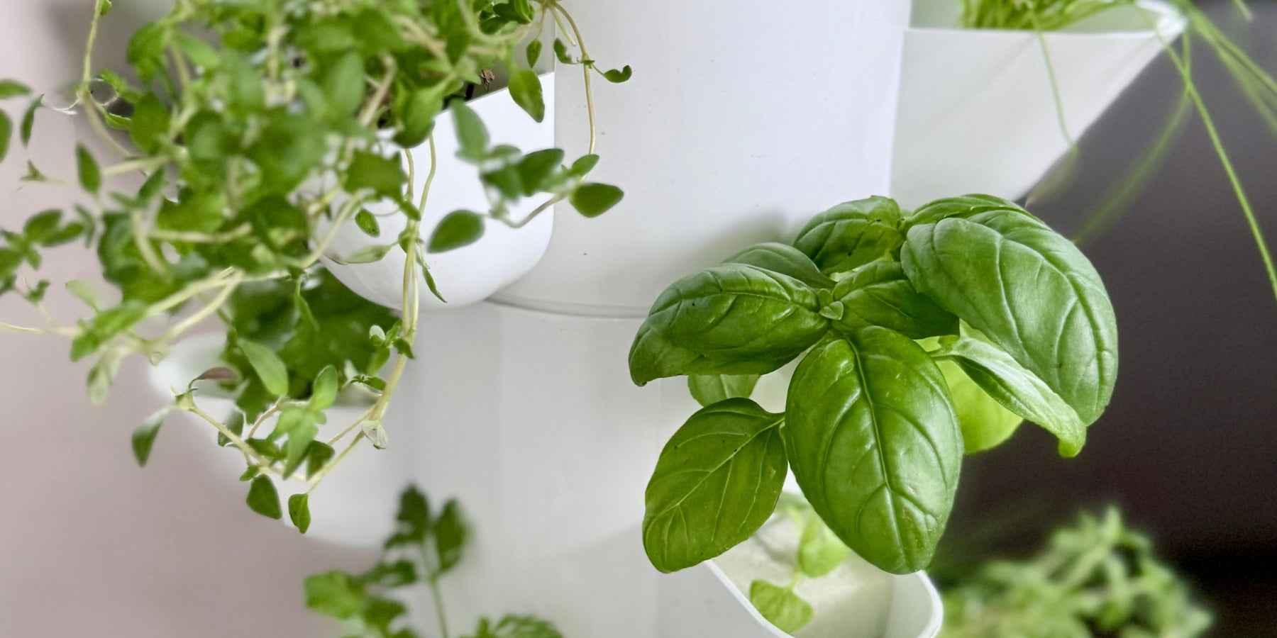 Fresh basil and herbs growing in a FlowGrow hydroponic tower at home