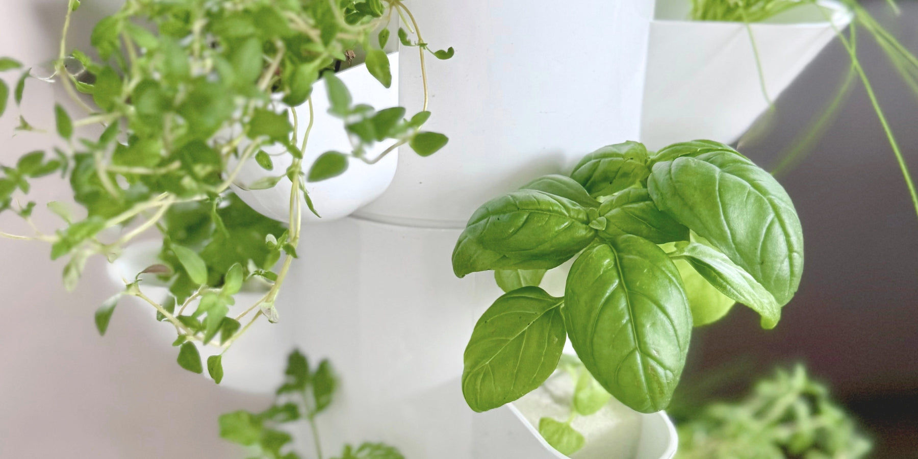 Close-up of basil leaves in a hydroponic tower with a blurred background