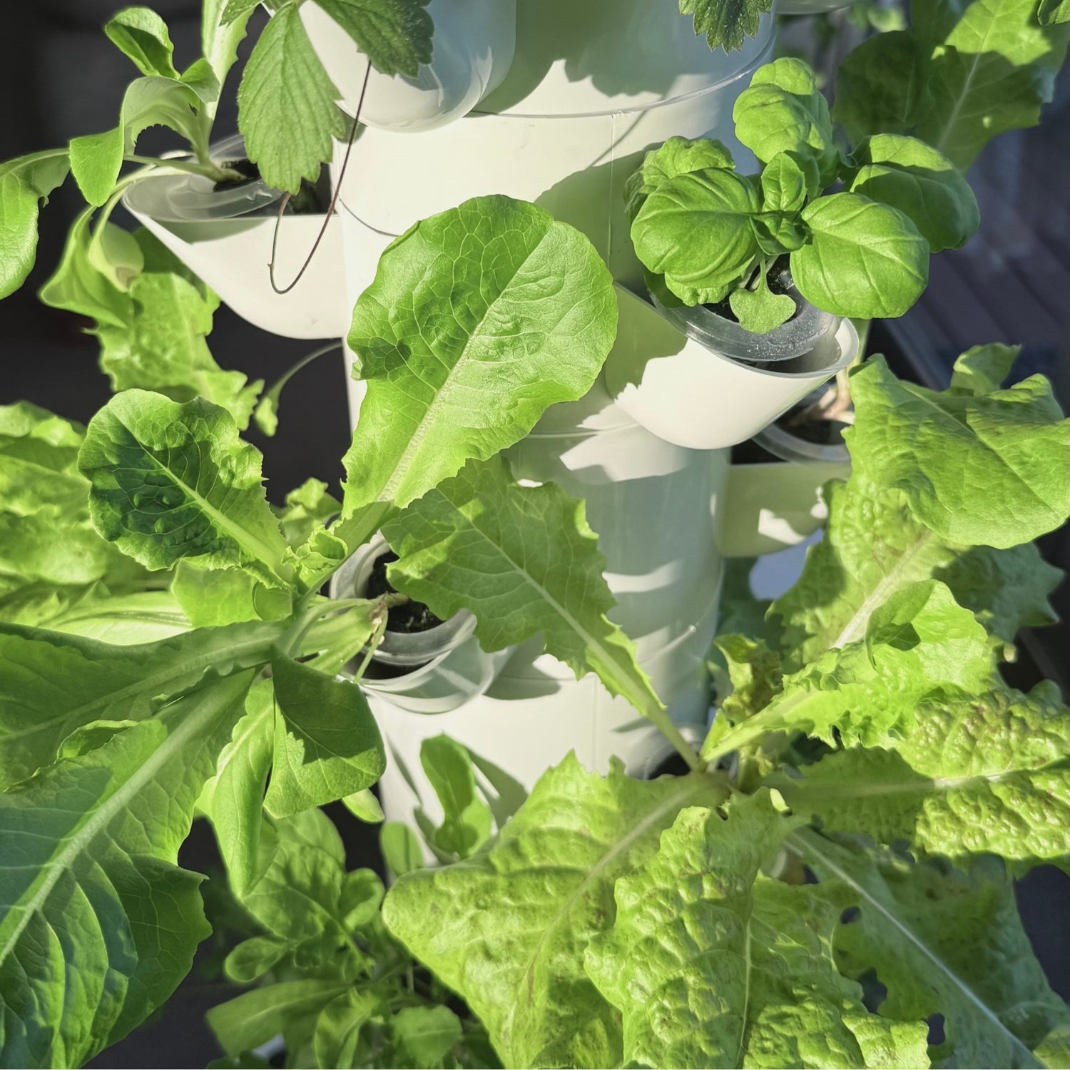 FlowGrow hydroponic tower growing lettuce herbs and strawberries at home