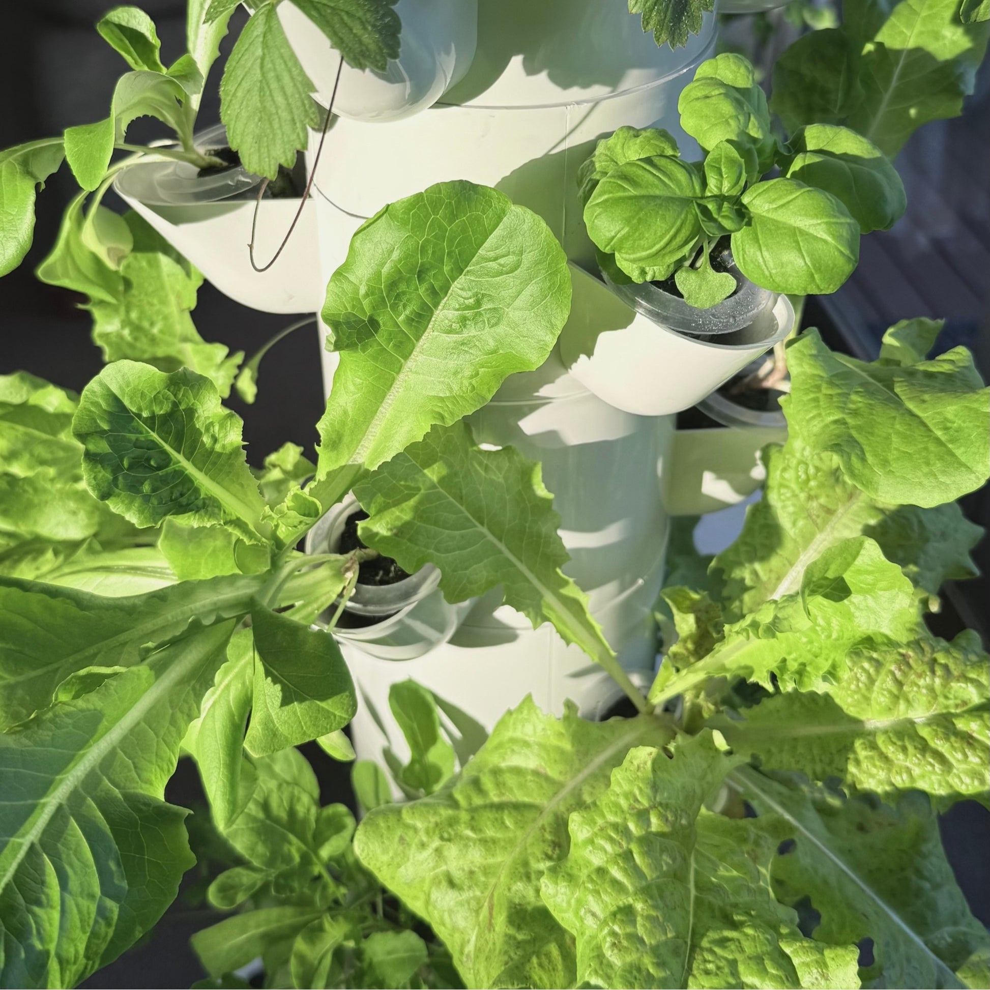 FlowGrow hydroponic tower growing lettuce herbs and strawberries at home