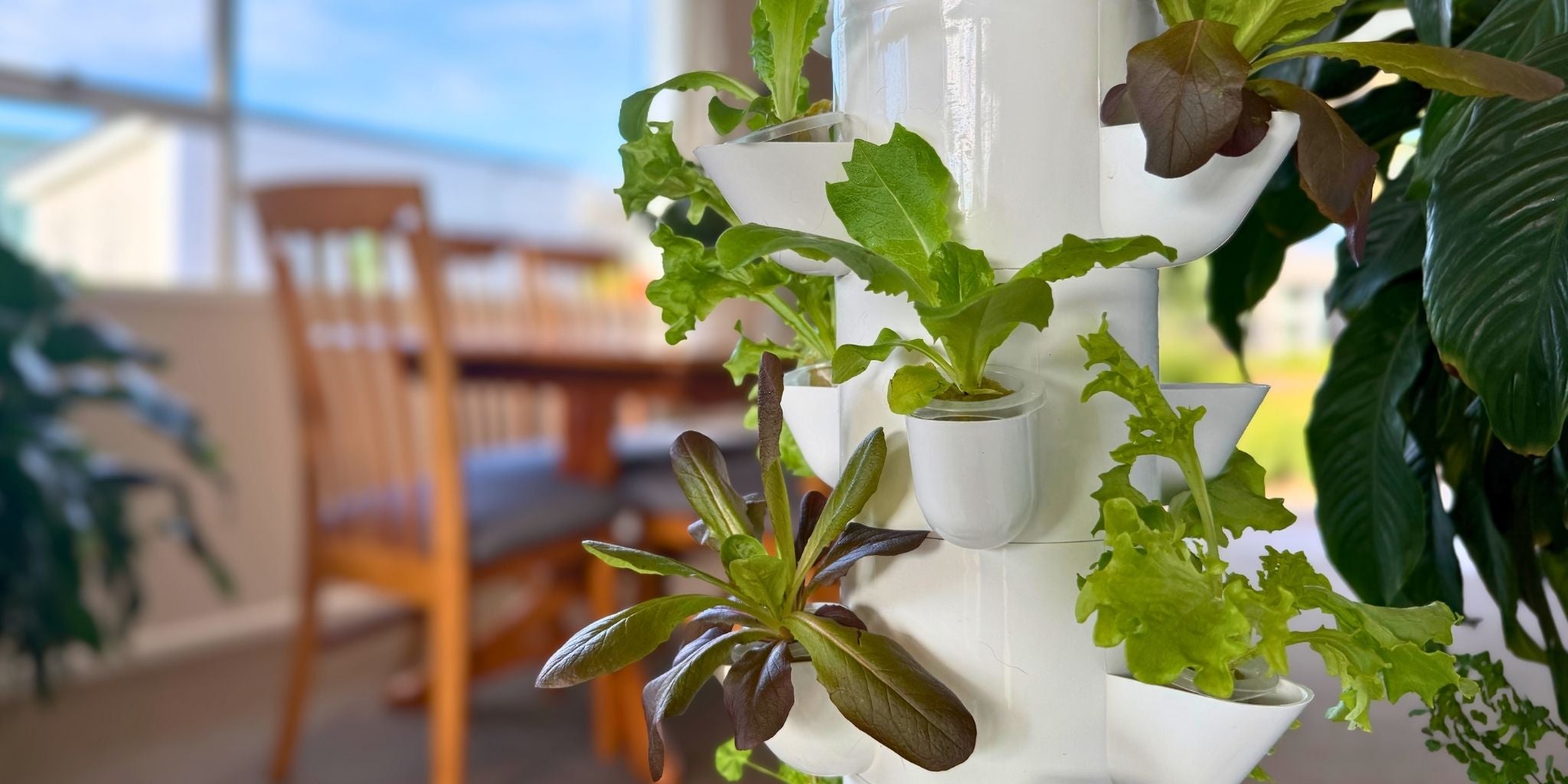Leafy greens and red lettuce growing in a FlowGrow hydroponic tower beside a dining area in a New Zealand home