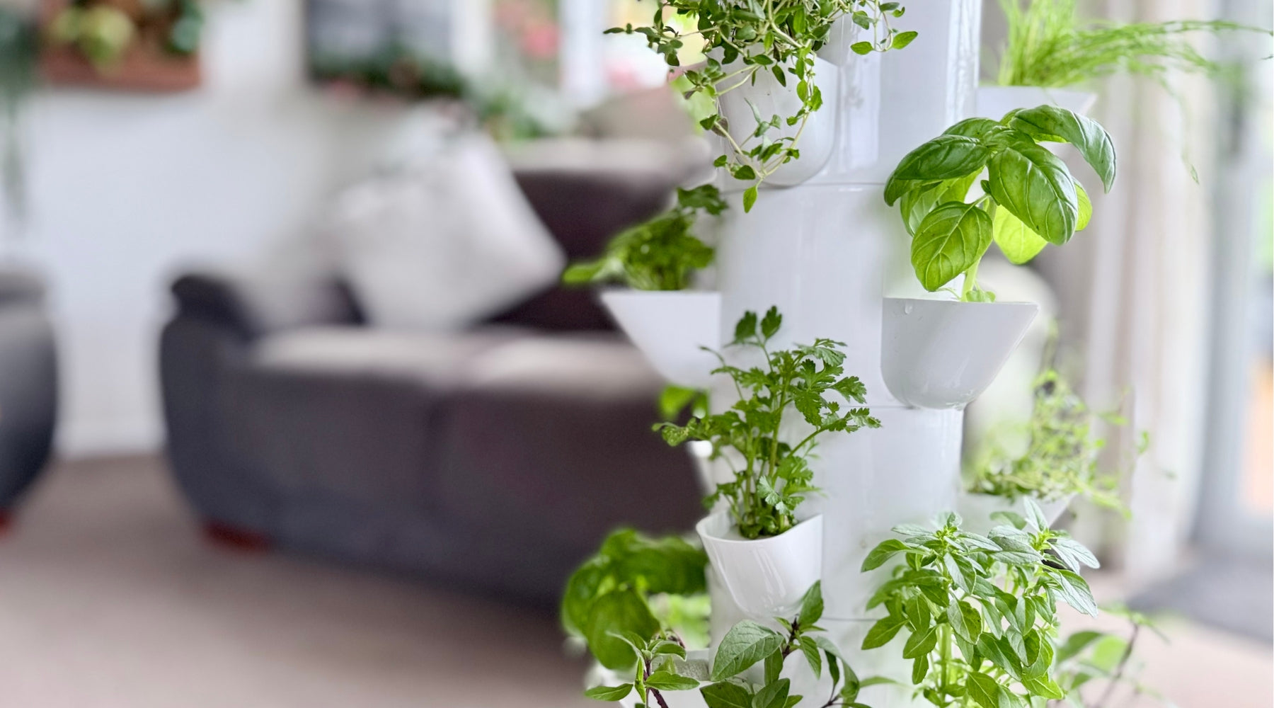 Hydroponic tower growing fresh herbs indoors near a window in a New Zealand home