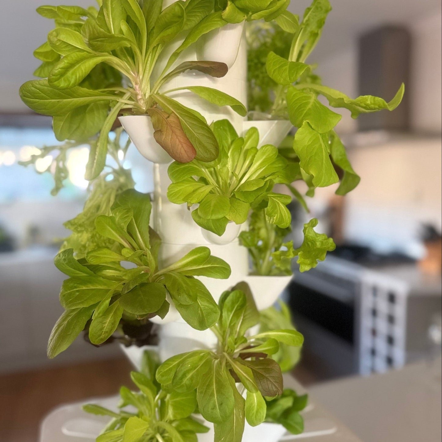 Fresh leafy greens growing in a FlowGrow hydroponic tower in a home kitchen.