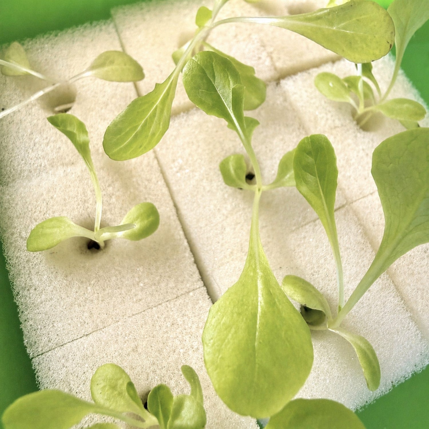 Planting sponges in a green germination tray for hydroponic seedlings