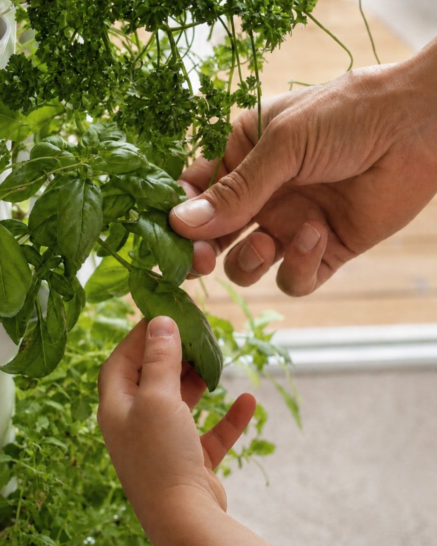 Close-up of hands harvesting fresh green basil leaves from a FlowGrow tower garden, indoors near a window.