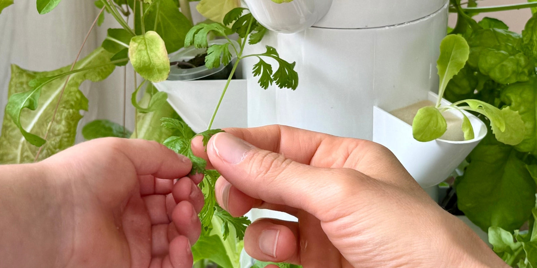 FlowGrow tower with hands picking fresh herbs indoors in natural light