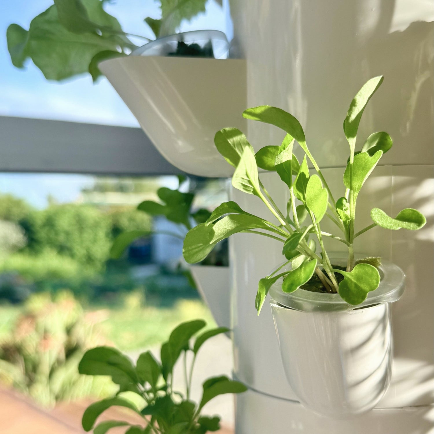 FlowGrow hydroponic tower growing fresh greens in natural sunlight at home