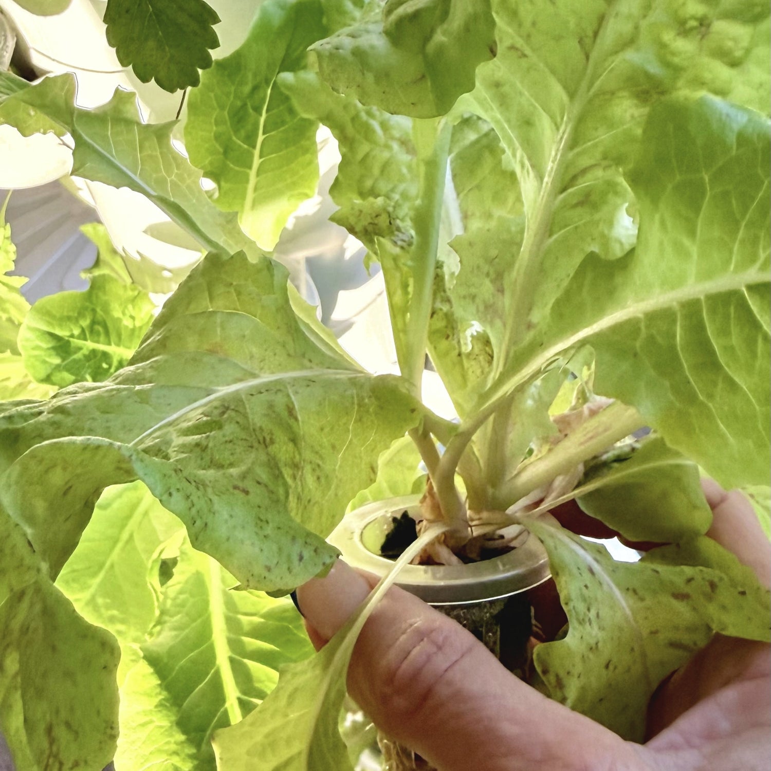 Lettuce growing in a FlowGrow hydroponic tower showing planting cup
