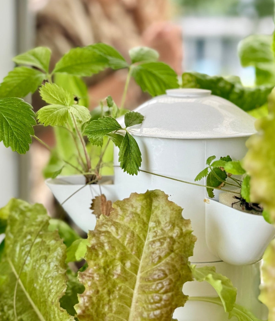 What can I grow?