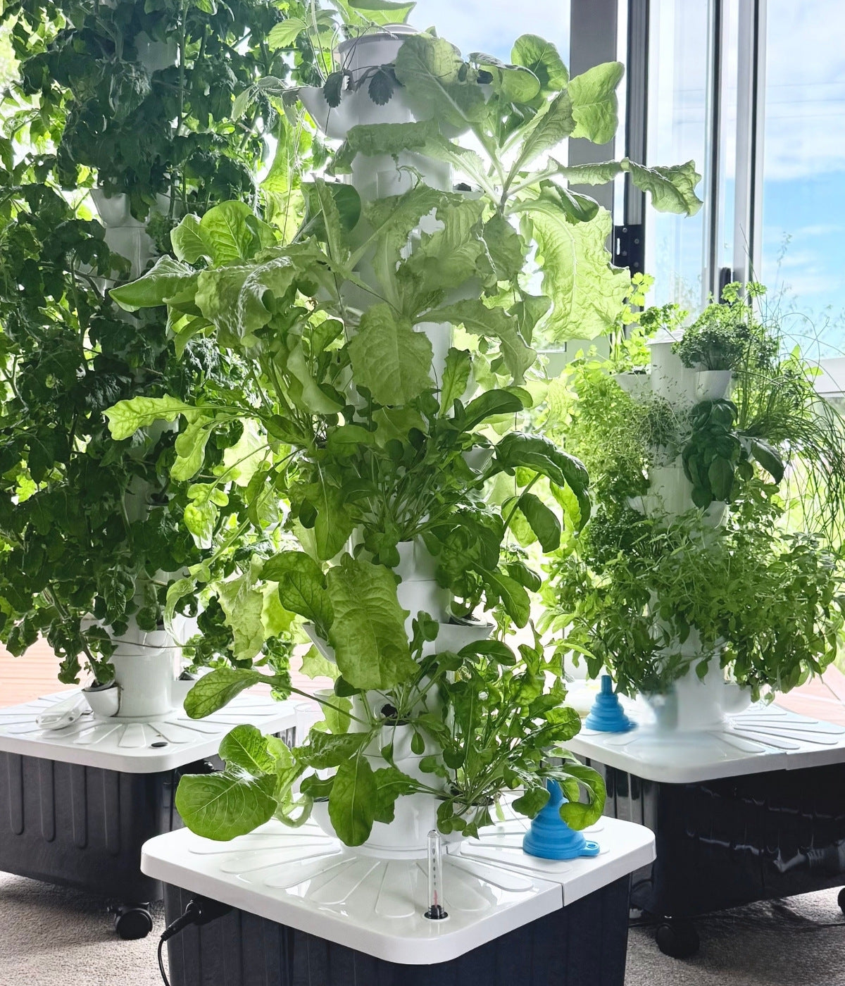 Indoor garden tower growing herbs and leafy greens in a New Zealand home