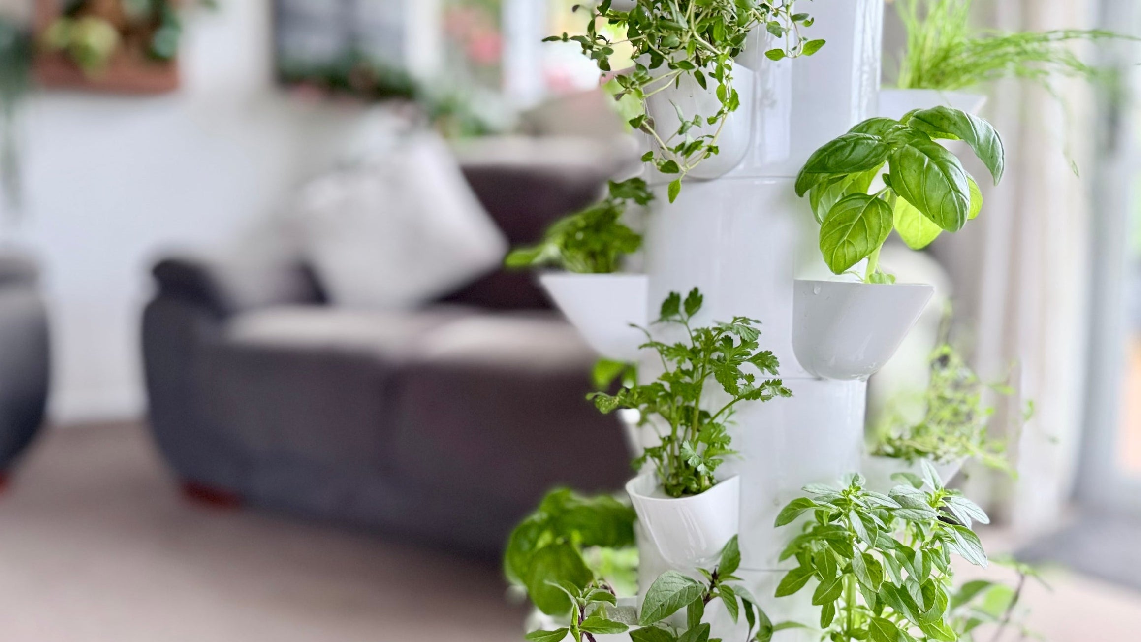 Indoor vertical hydroponic tower system growing herbs in a light-filled New Zealand living room.