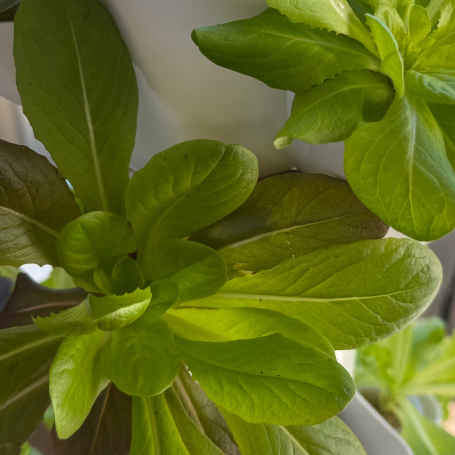 Close-up of fresh green lettuce leaves growing in a Flowgrow vertical hydroponic system.