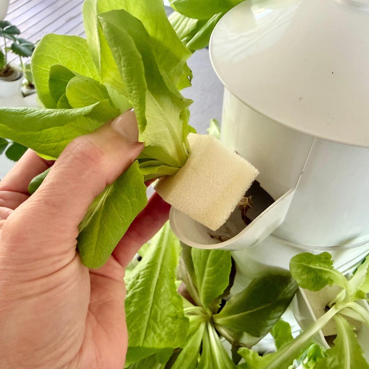 hand placing lettuce seedling into a FlowGrow tower garden