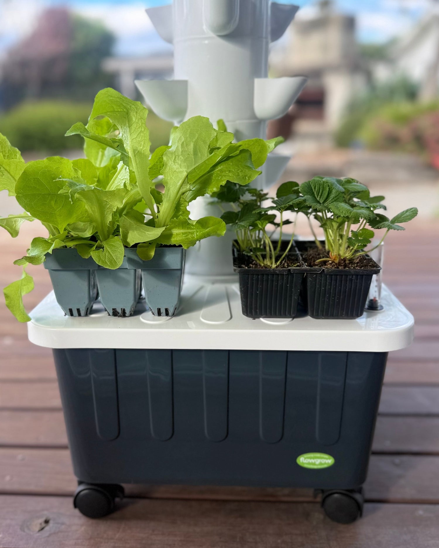 Lettuce and strawberry seedlings ready to plant into a FlowGrow hydroponic tower