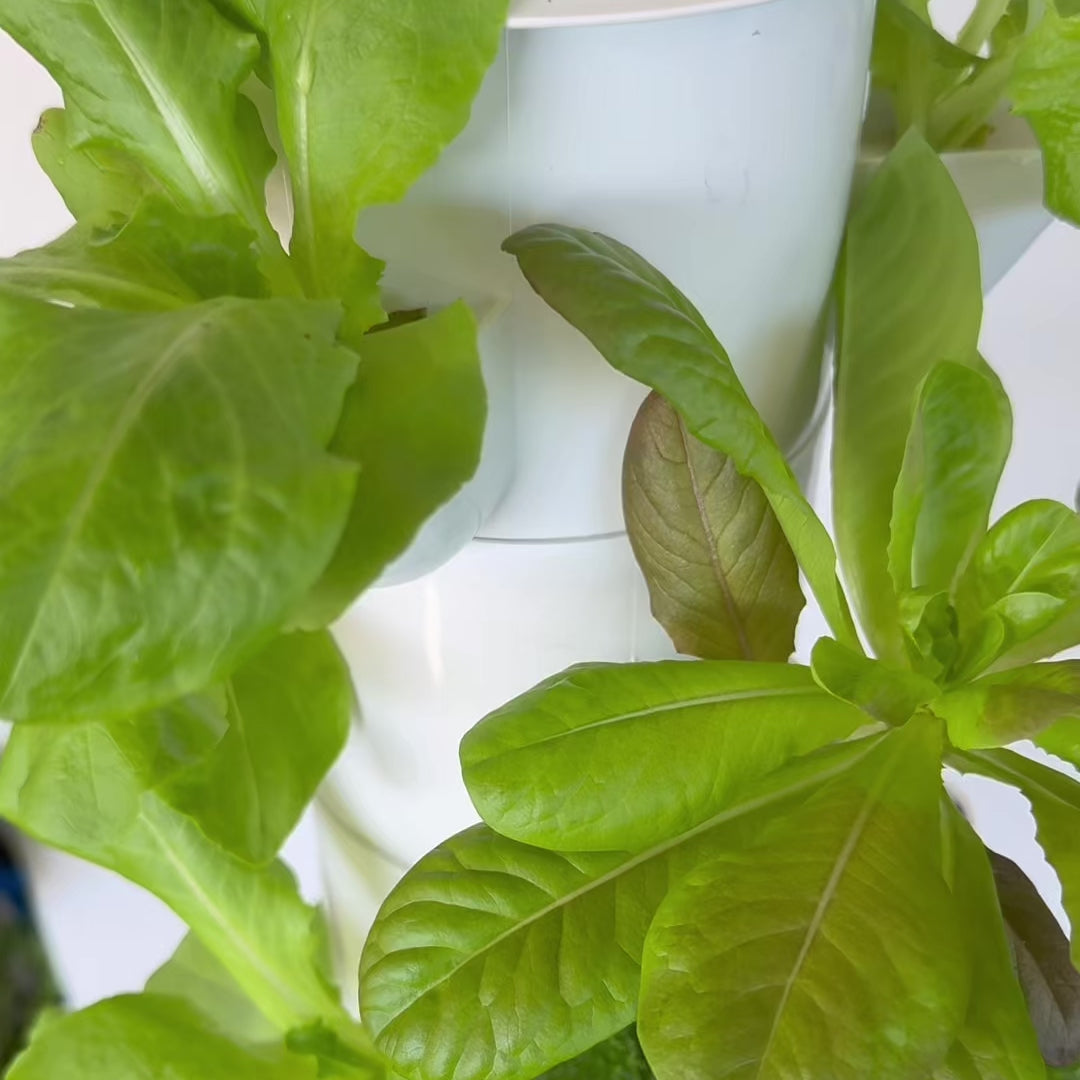 Video showing a flowgrow hydroponic tower growing fresh plants at home
