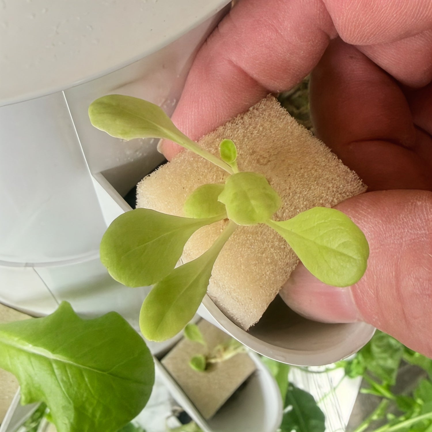 Seedling in planting sponge placed into a FlowGrow hydroponic tower