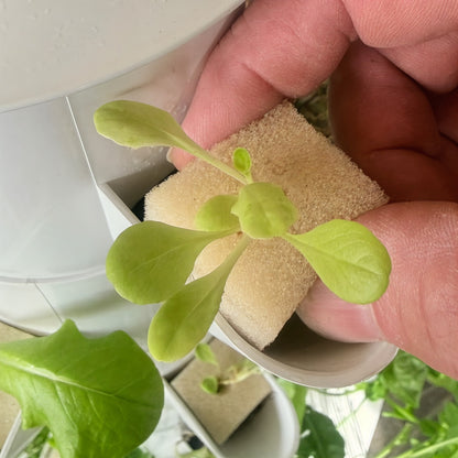 Seedling in planting sponge placed into a FlowGrow hydroponic tower