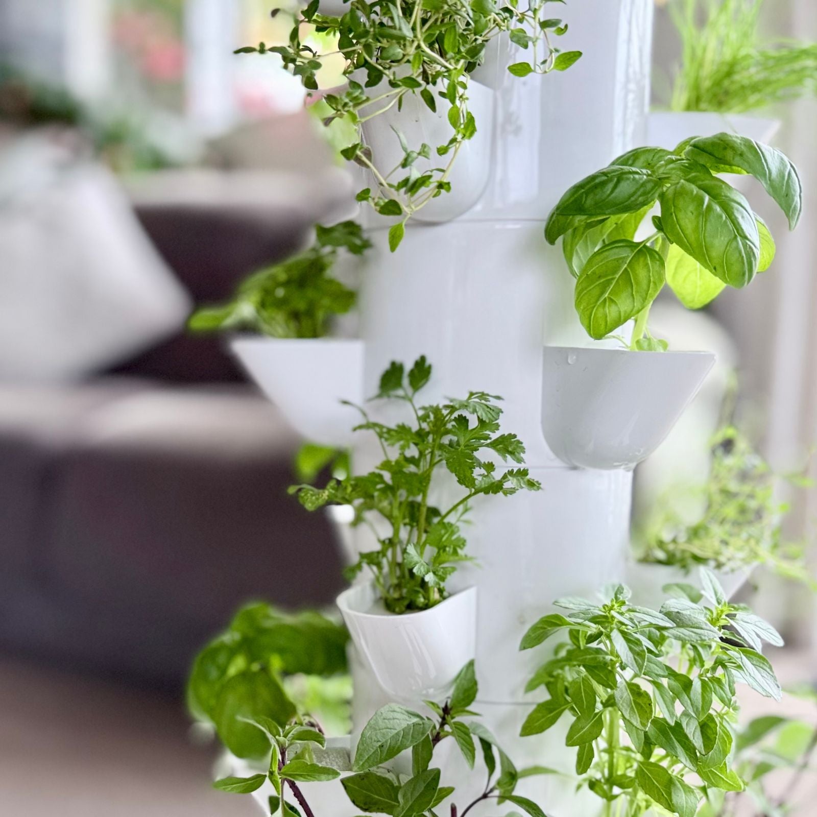 FlowGrow white vertical hydroponic system with green herbs in a home setting in New Zealand