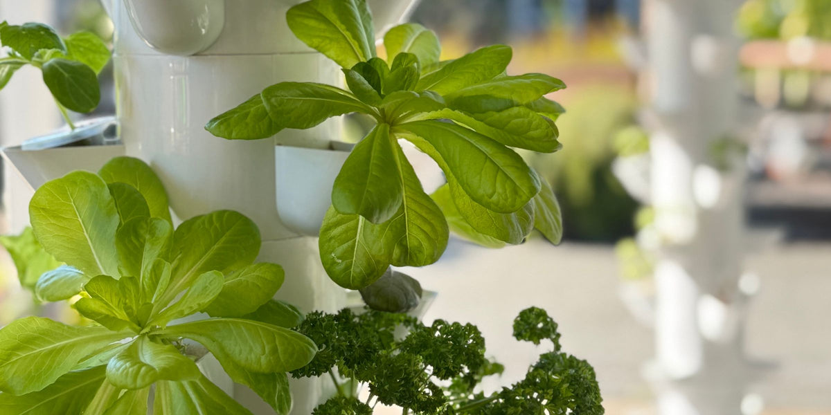 Close-up of fresh leafy greens and parsley growing in a FlowGrow hydroponic tower, with another tower in the background.