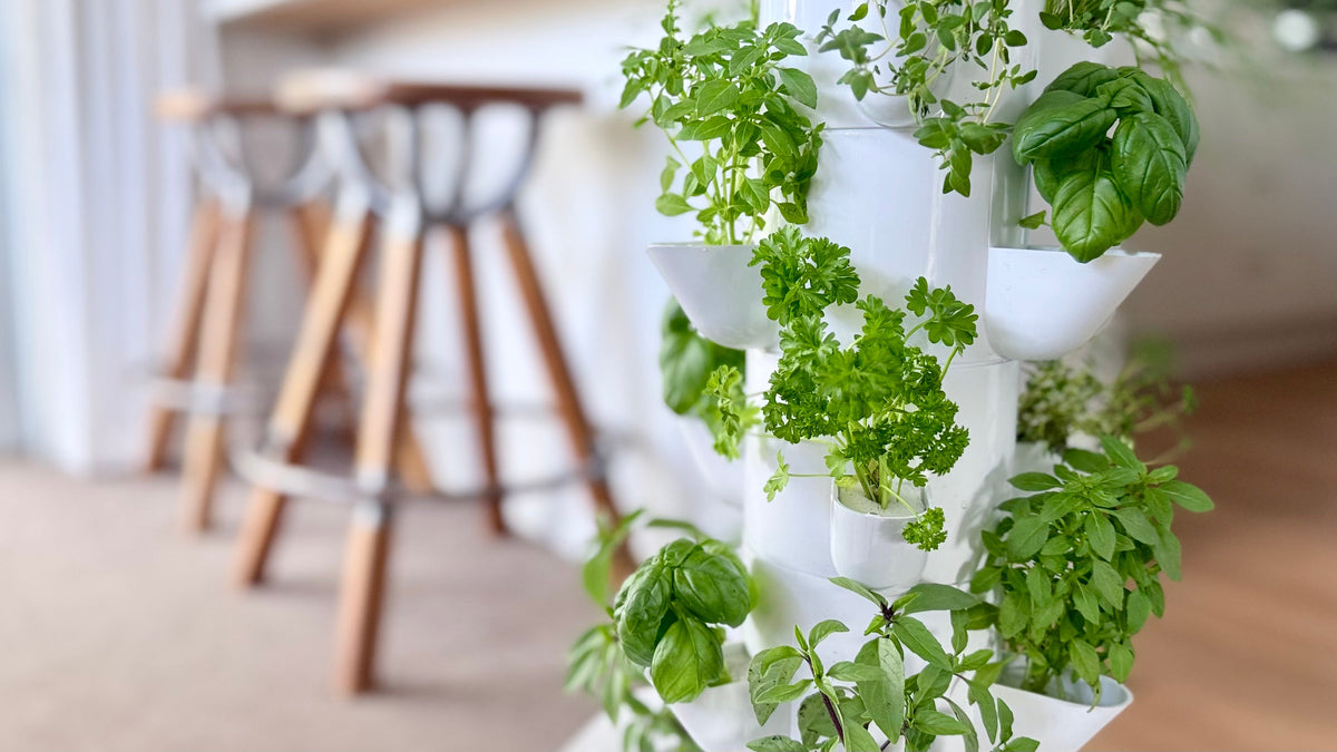 Vertical white hydroponic tower garden with green plants indoors in a New Zealand home.