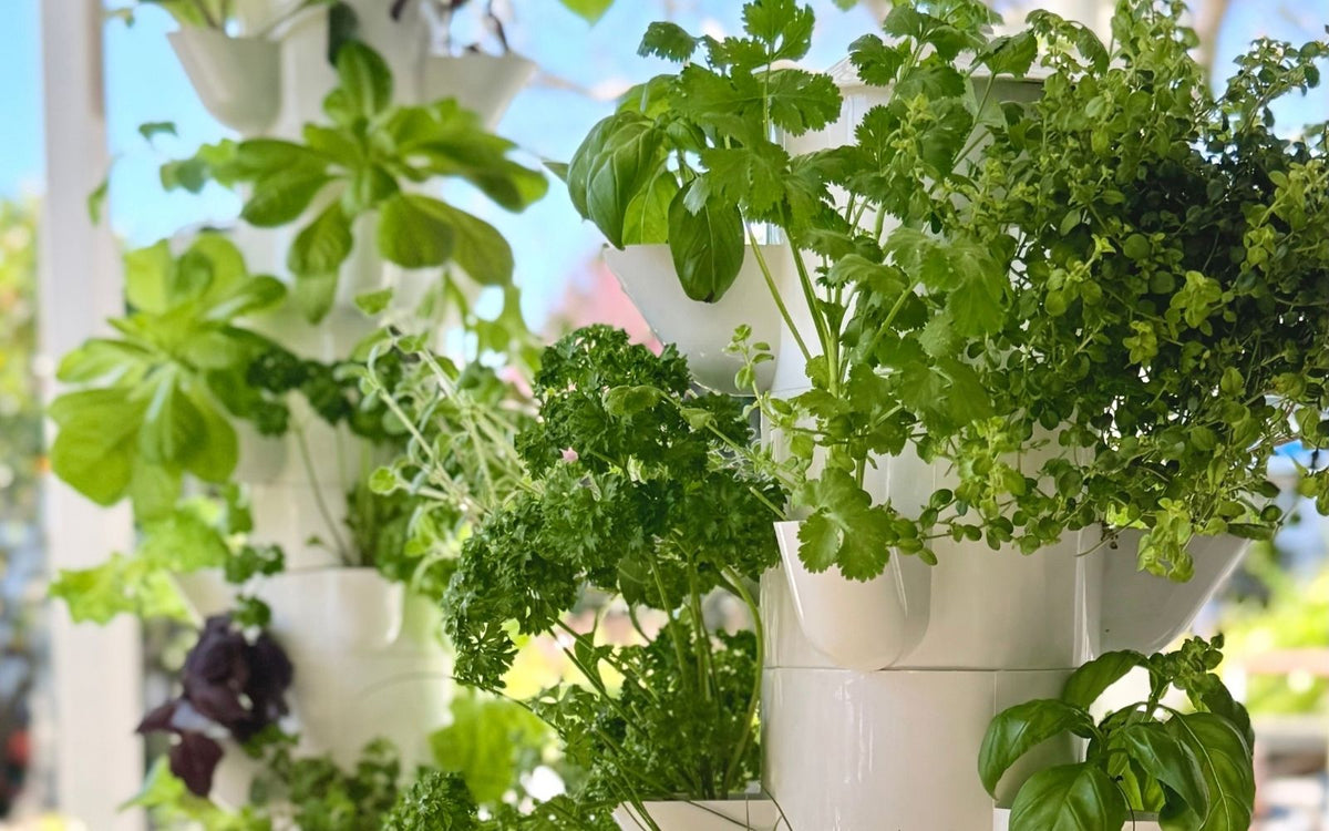 Herbs and leafy greens growing in a home hydroponic tower garden